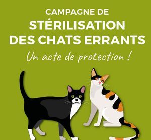 Campagne de strilisation des chats errants